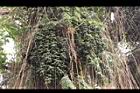 砂糖椰子-果序04.JPG