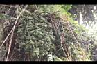砂糖椰子-果序06.JPG