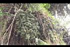 砂糖椰子-果序07.JPG