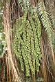 砂糖椰子-雄花序4.JPG