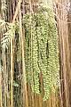 砂糖椰子-雄花序7.JPG