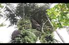 砂糖椰子-雄花苞01.JPG