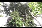 砂糖椰子-雄花苞02.JPG