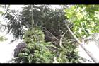 砂糖椰子-雄花苞03.JPG
