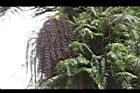 砂糖椰子-雄花苞05.JPG
