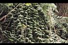 砂糖椰子-青實03.JPG