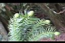 福州杉-青實03.JPG