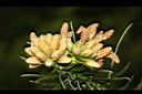 福杉-雄花05.JPG