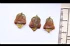 福州杉-果鱗-正0.JPG
