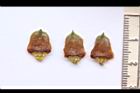 福州杉-果鱗1.JPG