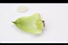 福州杉-種子08.JPG