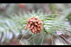 福州杉-雄花21.JPG