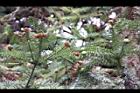 福州杉-雄花3.JPG
