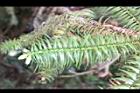 福州杉-雌花苞0.JPG