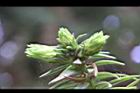 福州杉-雌花苞5.JPG