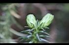 福州杉-雌花苞6.JPG
