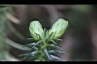 福州杉-雌花苞7.JPG