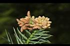 福杉-雄花02.JPG