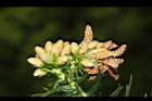 福杉-雄花04.JPG