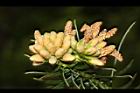 福杉-雄花06.JPG