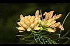 福杉-雄花07.JPG