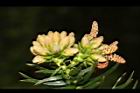 福杉-雄花09.JPG