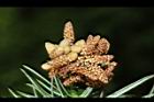福杉-雄花13.JPG