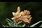 福杉-雄花14.JPG