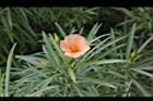 粉黃夾竹桃-花03.jpg