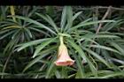 粉黃夾竹桃-花04.jpg