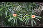 粉黃夾竹桃-花11.jpg