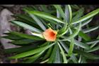 粉黃夾竹桃-花13.jpg