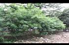 粉黃夾竹桃04.jpg