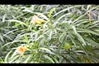 粉黃夾竹桃06.jpg