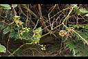 糙莖菝契-實00.JPG