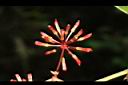 糙莖菝契-花苞03.JPG