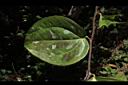 糙莖菝契-葉正01.JPG