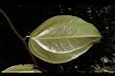 糙莖菝契-葉背03.JPG