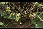 糙莖菝契-實01.JPG