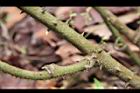 糙莖菝契-莖04.JPG