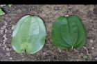 糙莖菝契-葉06.JPG