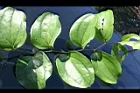 糙莖菝契-葉10.jpg
