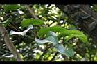 糙莖菝契-葉24.jpg