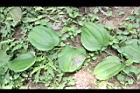 糙莖菝契-葉序06.JPG