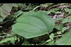 糙莖菝契-葉正14.JPG