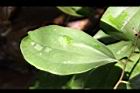 糙莖菝契-葉正21.JPG