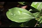 糙莖菝契-葉正22.JPG