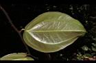 糙莖菝契-葉背04.JPG