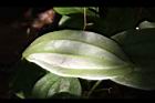 糙莖菝契-葉背20.JPG