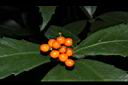 紅果金粟蘭-實01.JPG
